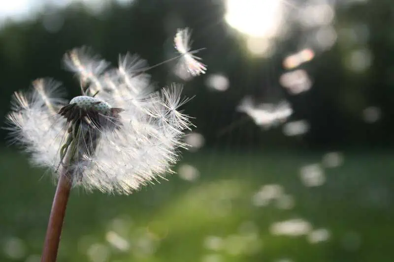 The Link Between Allergies and Dental Problems 